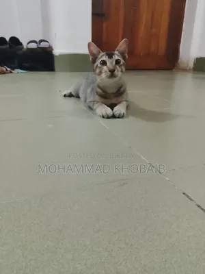 1-3 months Male Purebred Bengal
