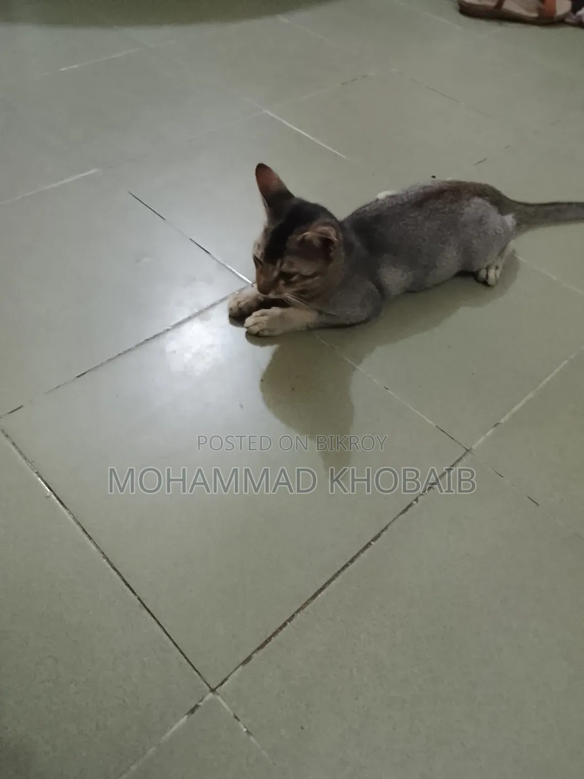 1-3 months Male Purebred Bengal
