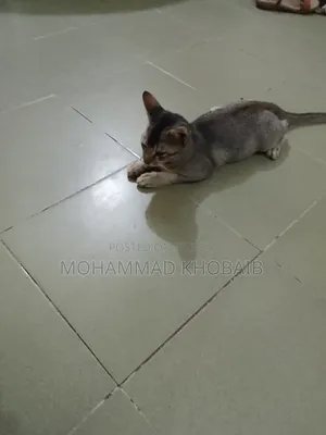 1-3 months Male Purebred Bengal