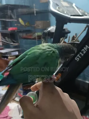 Turquoise Blue Green Cheek Conure Male