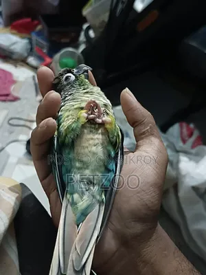 Turquoise Blue Green Cheek Conure Male