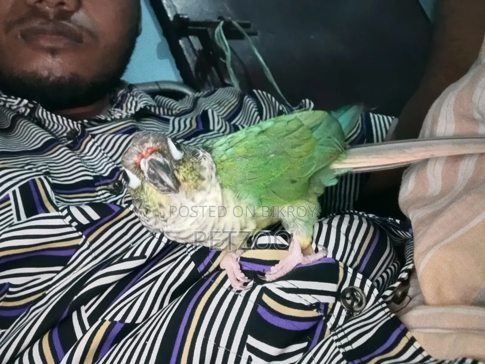 Turquoise Blue Green Cheek Conure Male