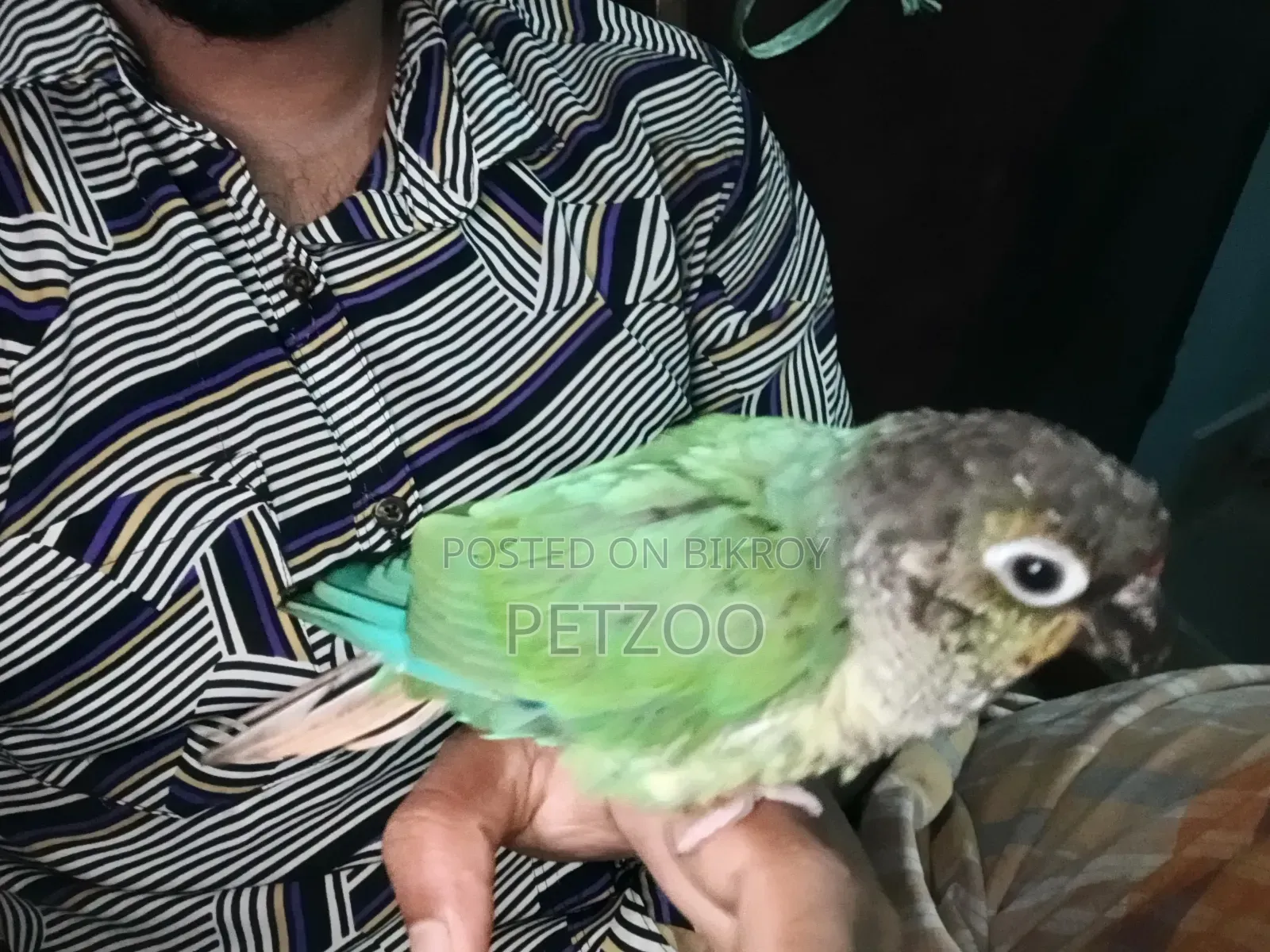 Turquoise Blue Green Cheek Conure Male