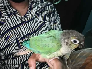 Turquoise Blue Green Cheek Conure Male