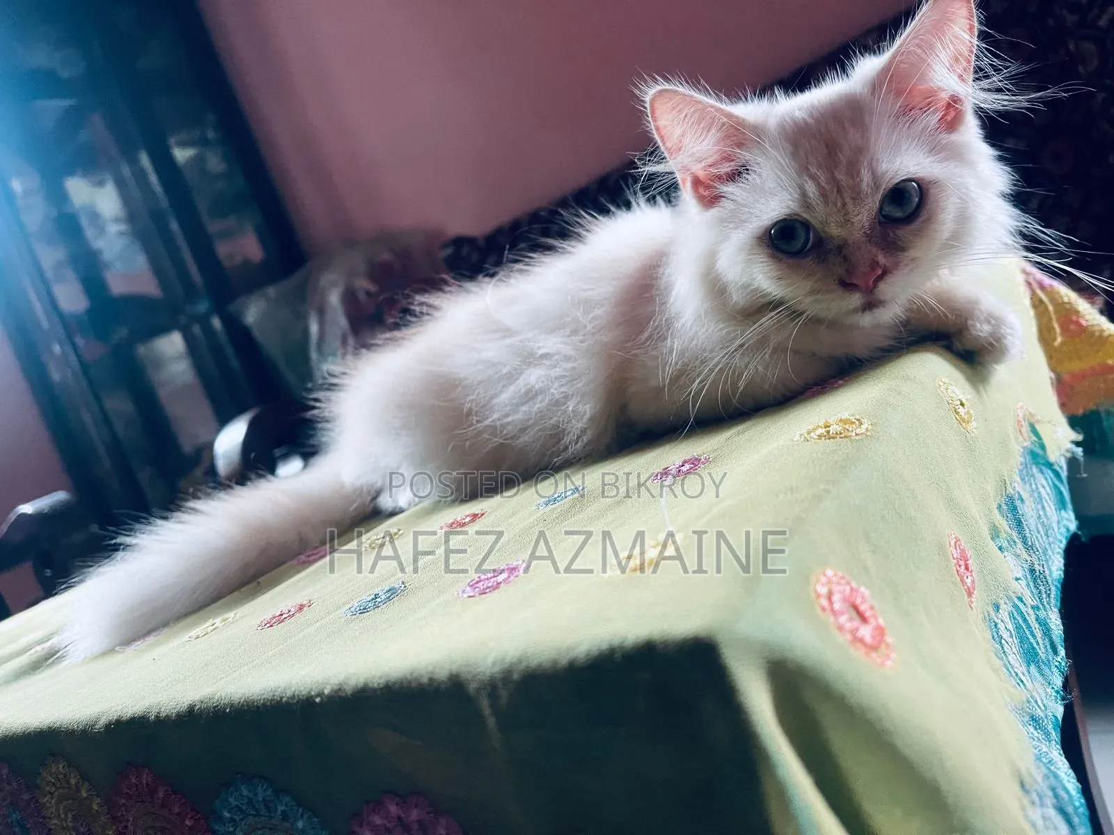 1-3 Months Male Purebred Persian
