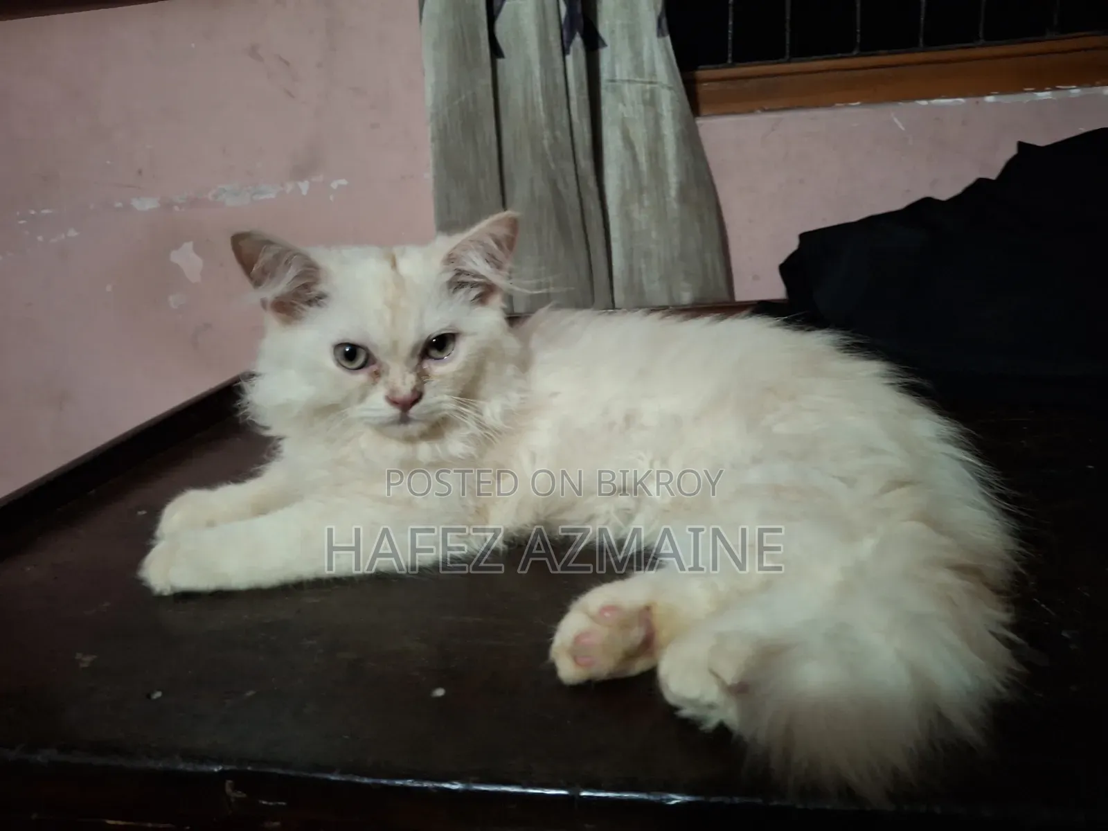1-3 Months Male Purebred Persian