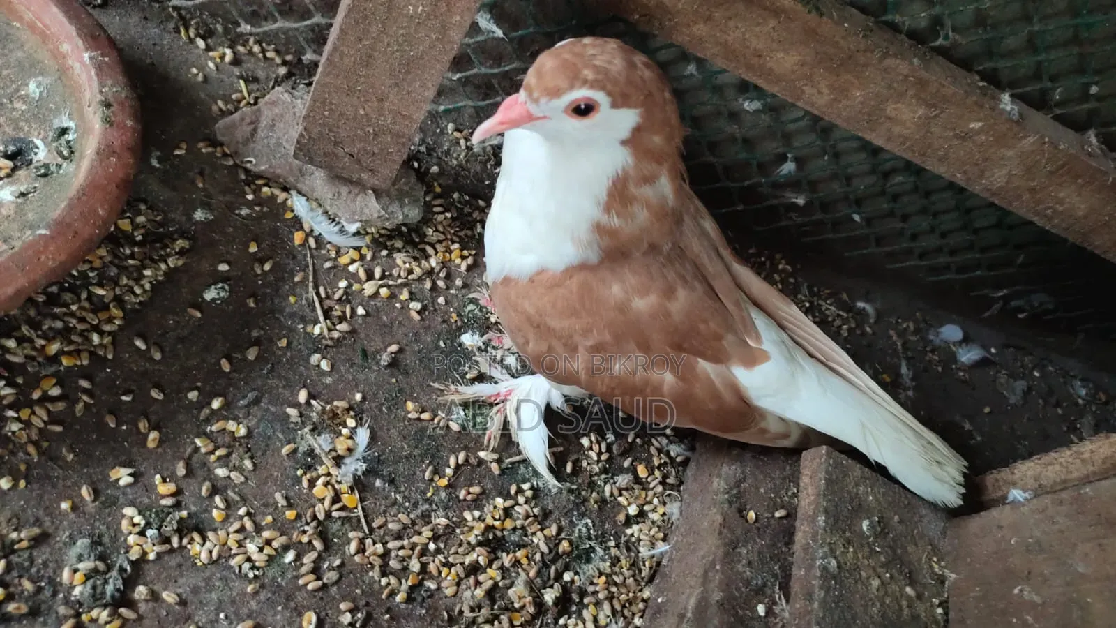 Siraji Pigeon 1 Pair