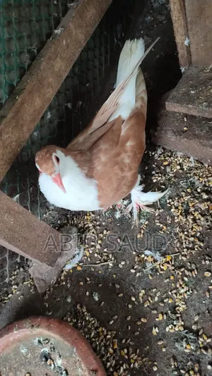 Siraji Pigeon 1 Pair