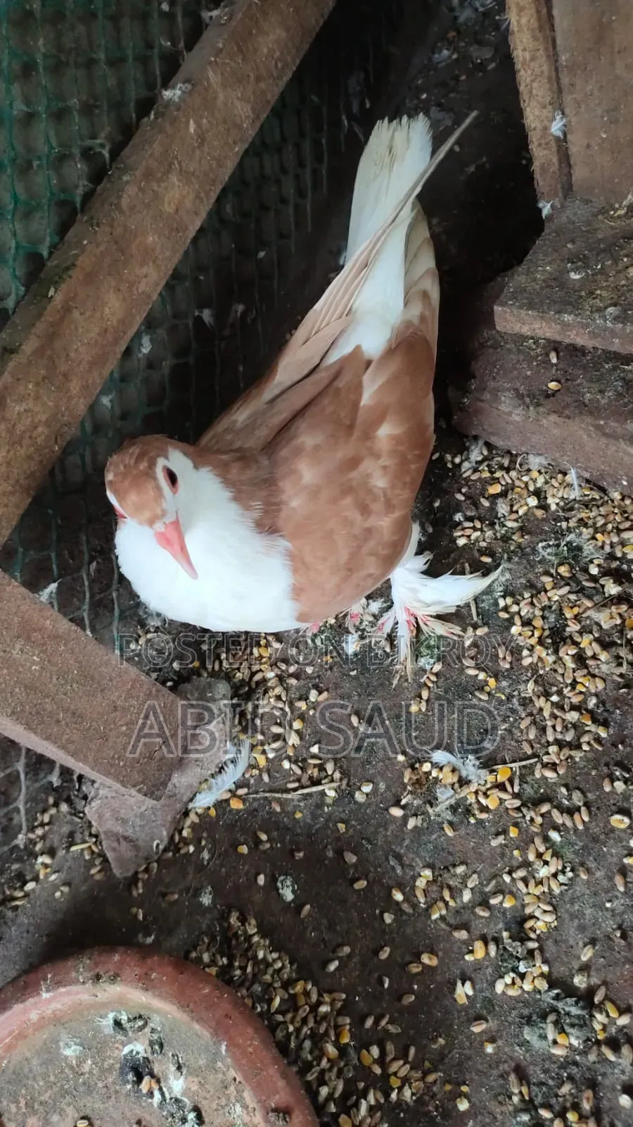 Siraji Pigeon 1 Pair