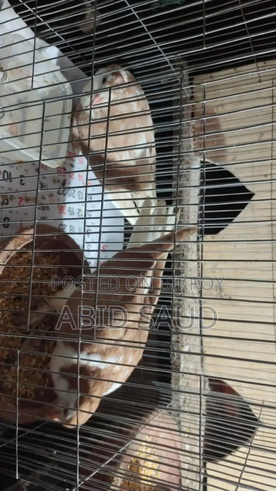 Siraji Pigeon 1 Pair
