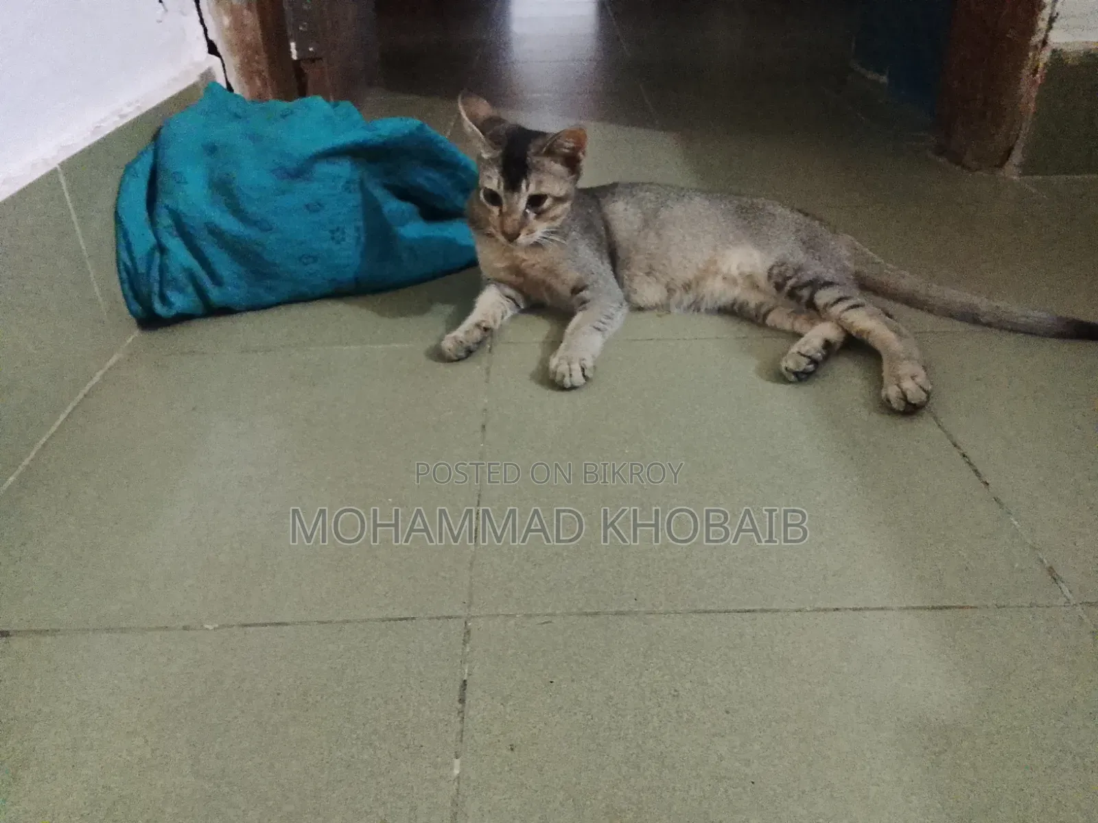 1-3 months Male Purebred Bengal