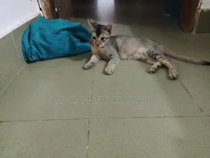 ১-৩ মাস বয়সী পুরুষ বিশুদ্ধ জাতের বেঙ্গল বিড়াল
