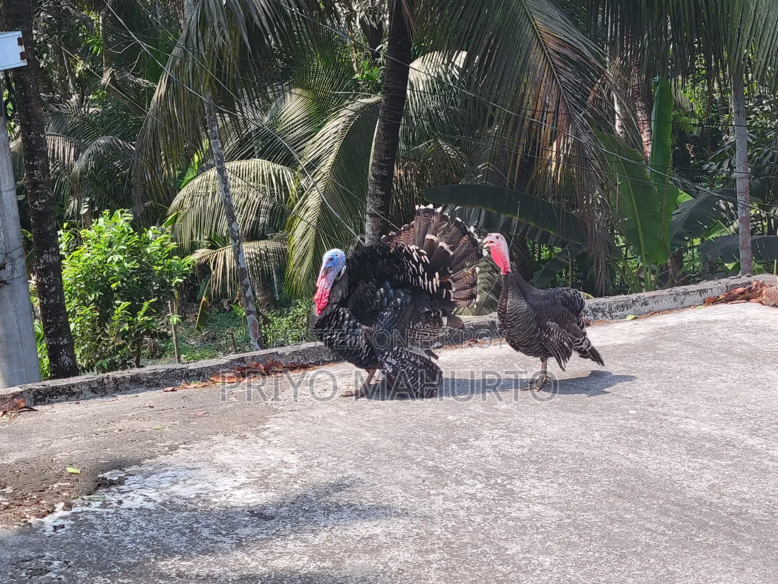 Egg-laying turkey chicken