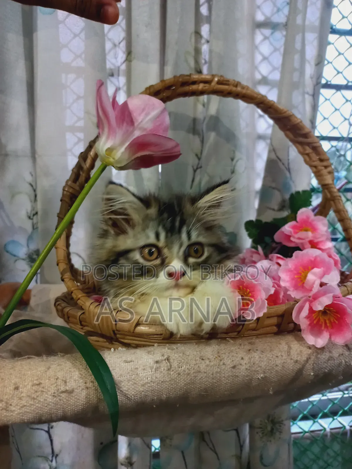 1-3 Months Female Purebred Persian