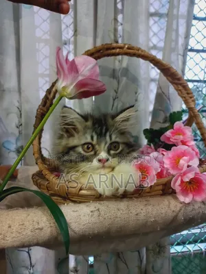 1-3 months Female Purebred Persian