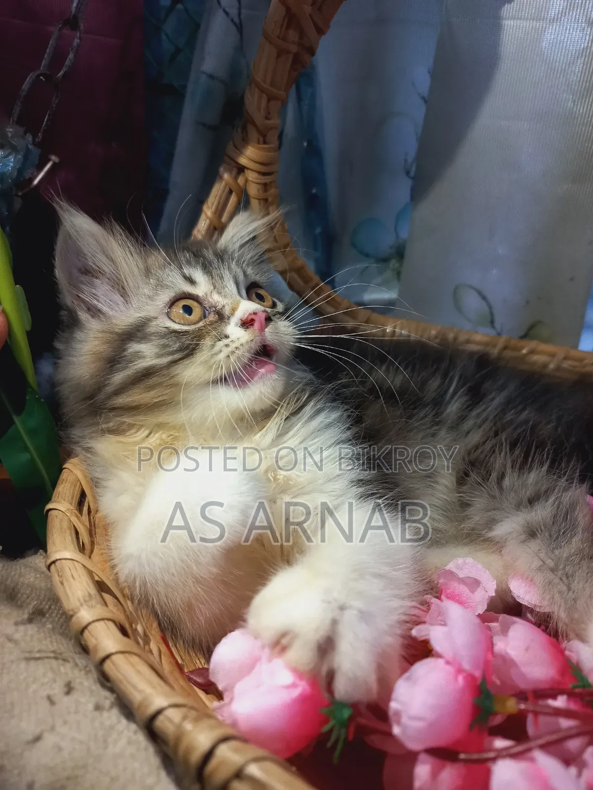 1-3 Months Female Purebred Persian