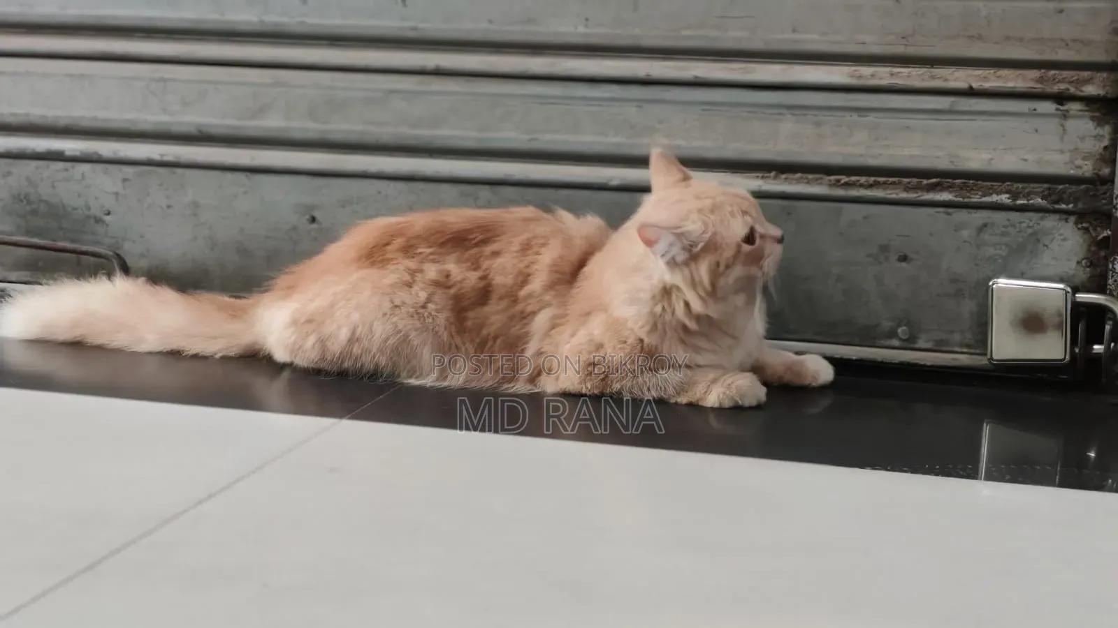 1+ Year Female Purebred Persian