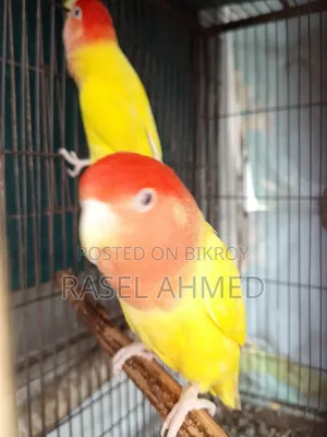 Lovebird Offline Bird