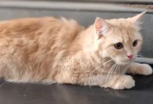 1+ Year Female Purebred Persian