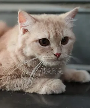 1+ Year Female Purebred Persian