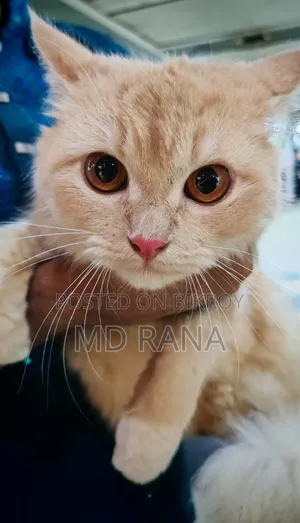 1+ Year Female Purebred Persian