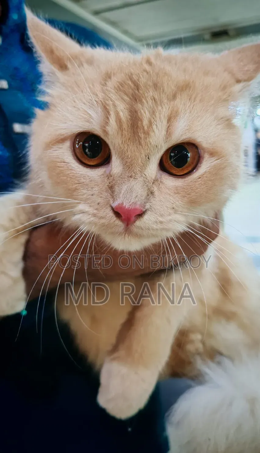 1+ Year Female Purebred Persian