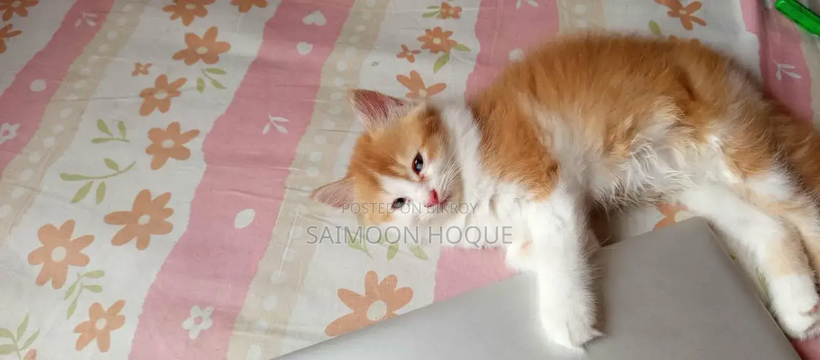 1-3 Months Male Mixed Breed Persian