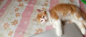 1-3 Months Male Mixed Breed Persian