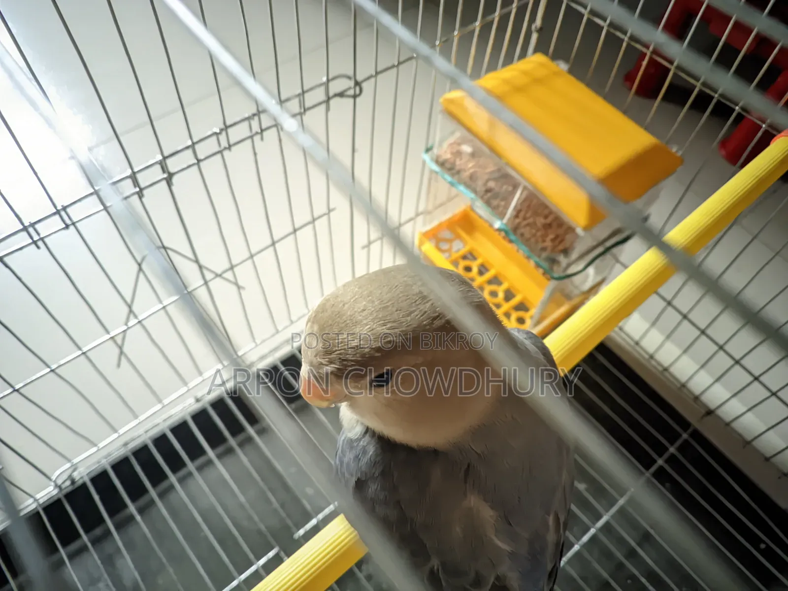 Lovebird