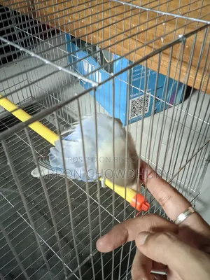 Lovebird