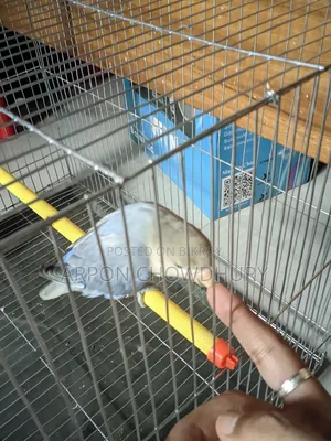 Lovebird