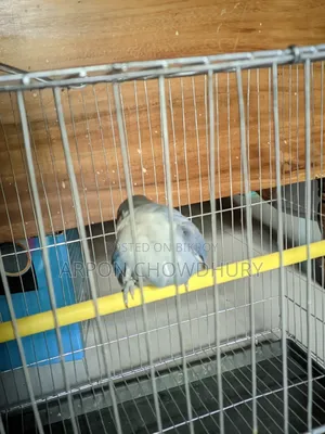 Lovebird
