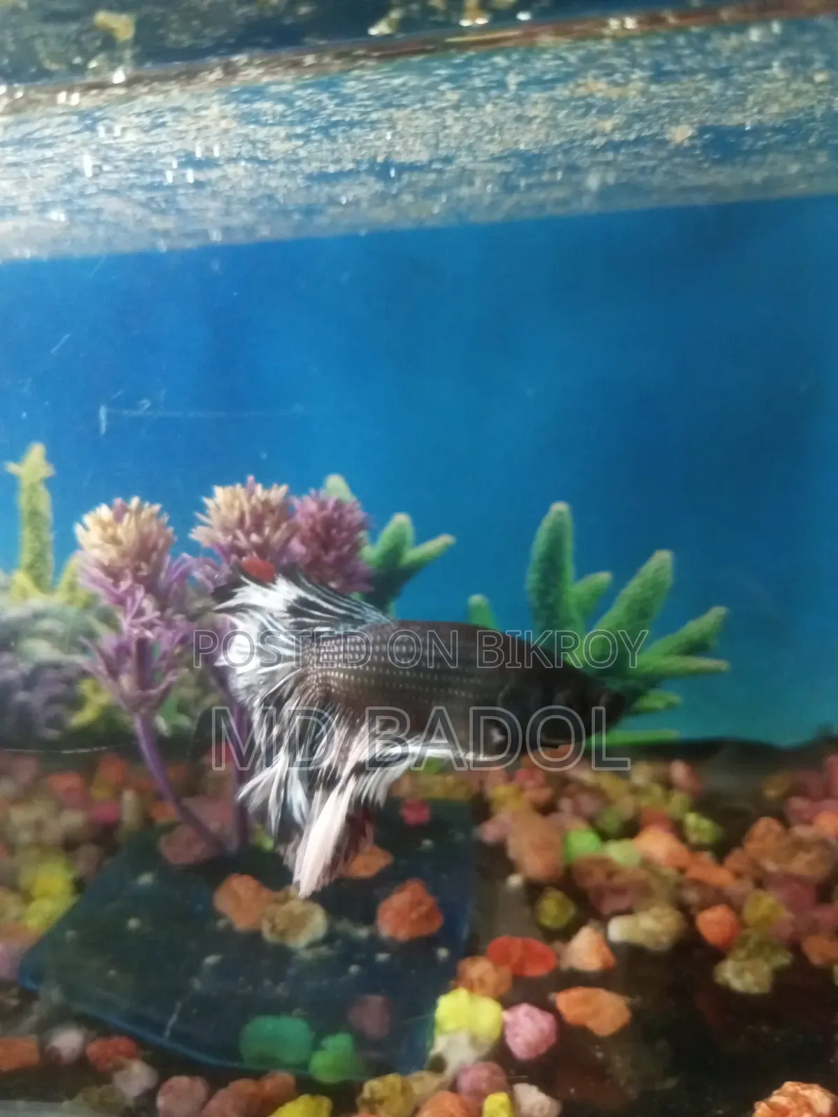 Aquarium with fish