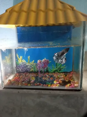 Aquarium with fish