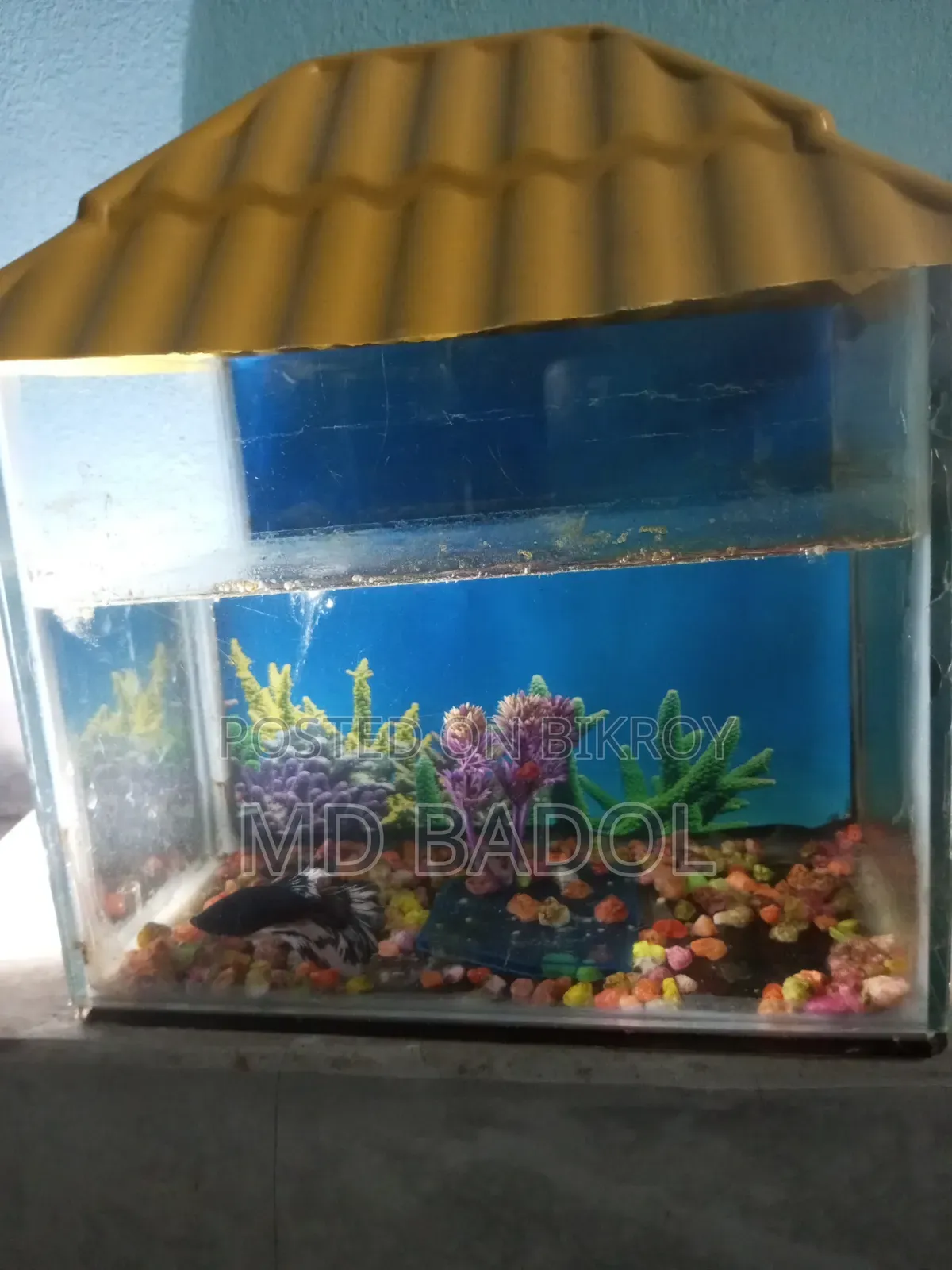 Aquarium with fish
