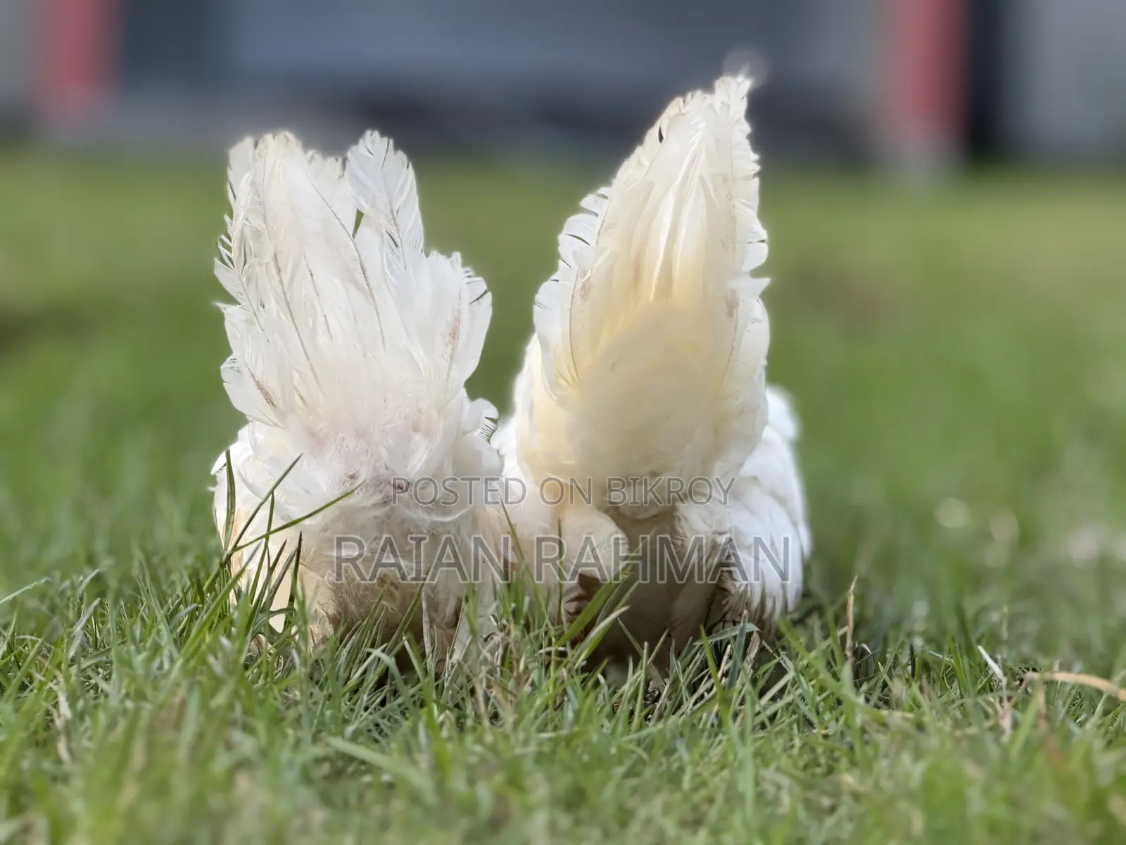 Japanese Bantam