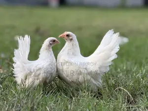 Japanese Bantam