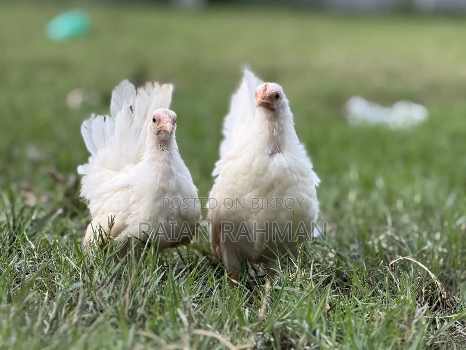 Japanese Bantam