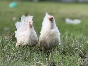 Japanese Bantam