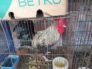 Good breed Frizzle rooster for sale