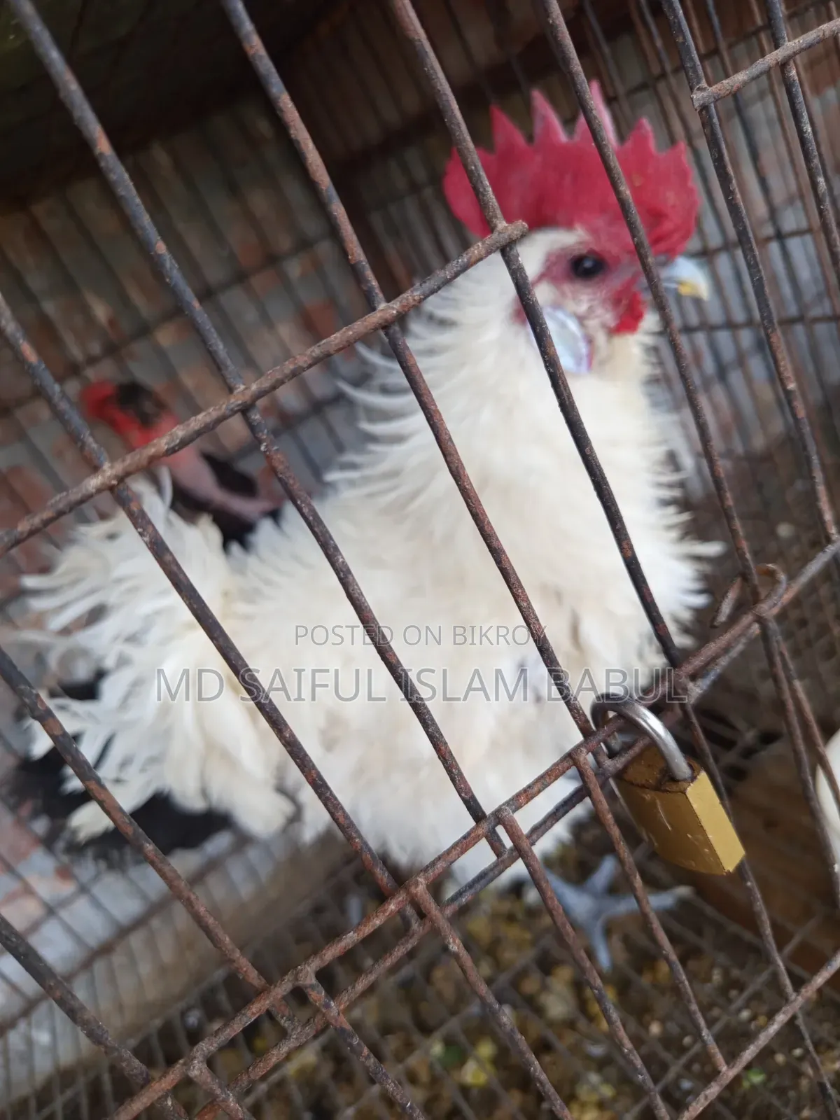 Good breed Frizzle rooster for sale