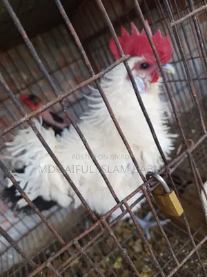 Good breed Frizzle rooster for sale
