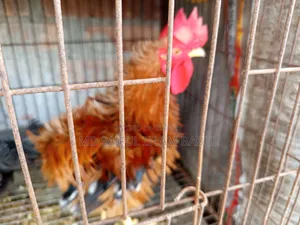 Good breed Frizzle rooster for sale