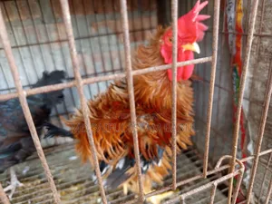 Good breed Frizzle rooster for sale