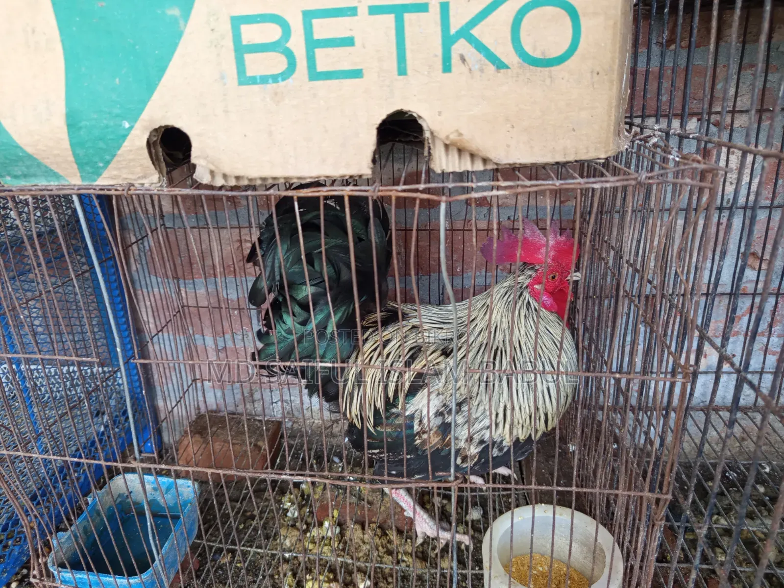 Good breed Frizzle rooster for sale