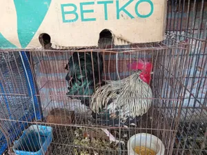 Good breed Frizzle rooster for sale