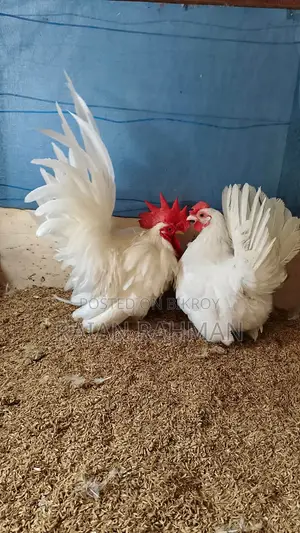 Japanese Bantam