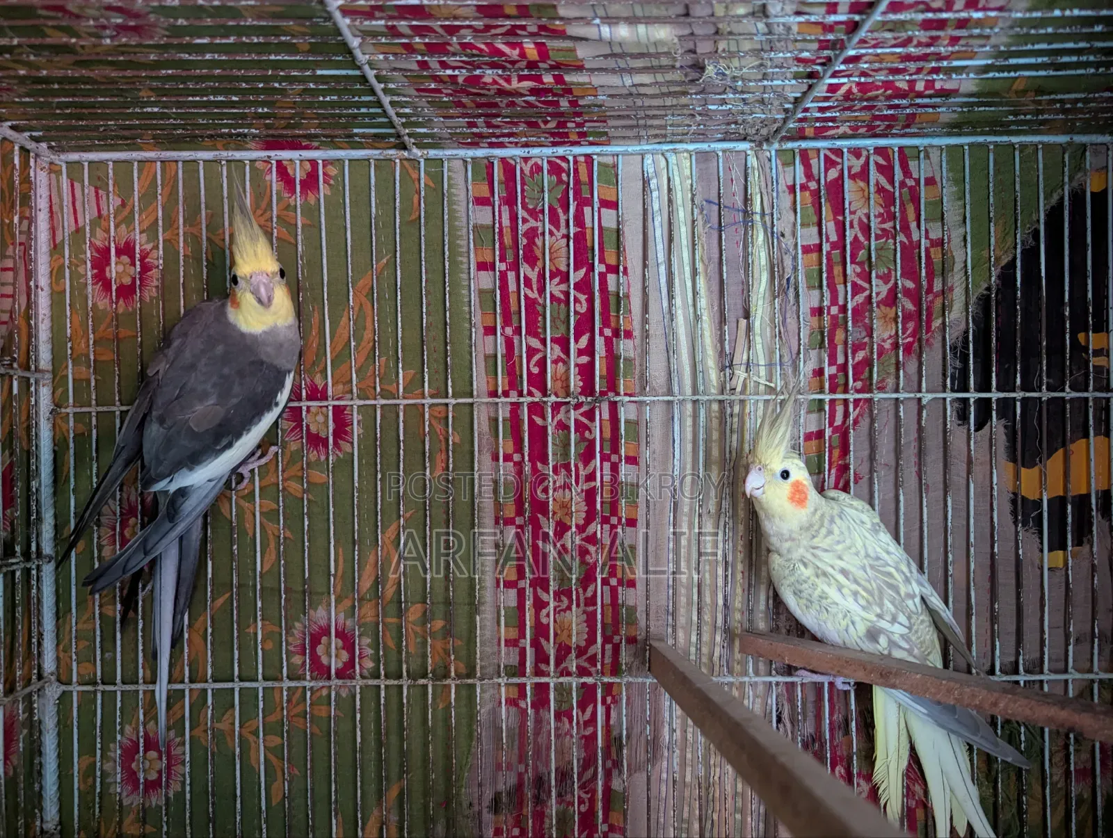 ককটেল অ্যাডাল্ট জোড়া