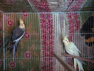 ককটেল অ্যাডাল্ট জোড়া