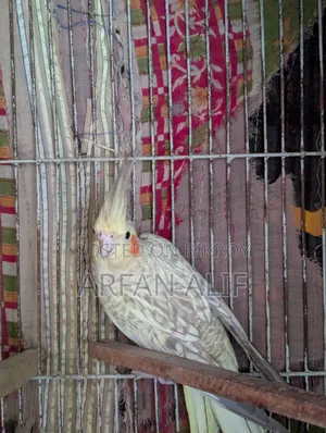 ককটেল অ্যাডাল্ট জোড়া